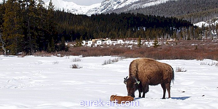 Um bezerro do bisonte era nascido apenas no parque nacional de Banff pela primeira vez em 140 anos