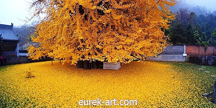 매년 가을,이 은행 나무 Biloba 나무는 황금 잎의 바다를 나눕니다.
