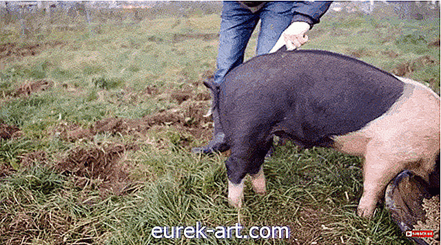 यह है कि कैसे आप एक सुअर की पूंछ को सीधा करते हैं