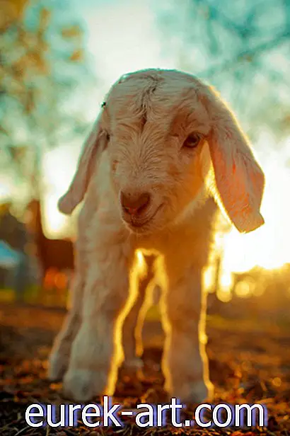 vida no campo - Uma fazenda de Virgínia está procurando voluntários para abraçar com suas cabras de bebê neste inverno
