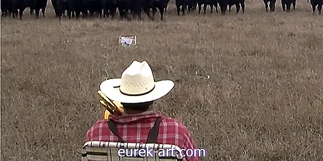 Фермер, играющий на тромбонах, который исполняет серенаду своим коровам, вернулся с "Jingle Bells"