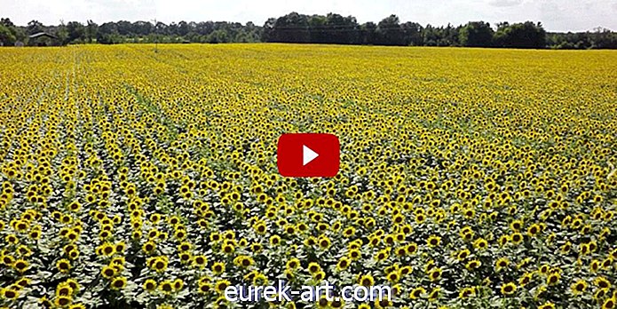 Este impressionante vídeo aéreo de um campo de girassol é exatamente o que seu dia precisa