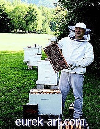 lauku dzīve - Medus bite