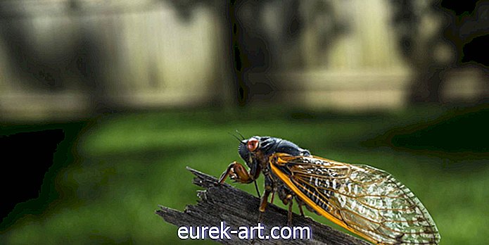 Questo video ipnotizzante time-lapse mostra una cicala che perde il suo esoscheletro