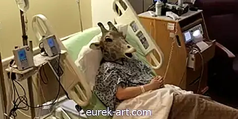 "Giraffe mama" je rodila in ga naznanila s še enim smešnim virusnim video posnetkom