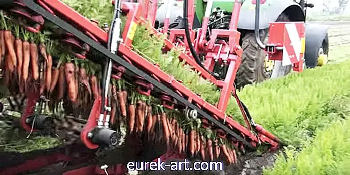 Deze virale video legt uit hoe wortelen worden geoogst en het is fascinerend