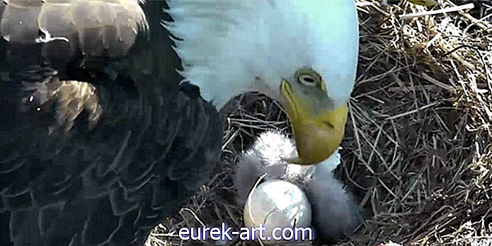 Se de mest patriotiske skallet Eagles i Amerika som tar sitt første egg