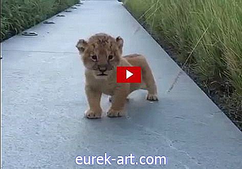 Beobachten Sie den kleinsten Löwen der Welt Machen Sie das kleinste Brüllen der Welt