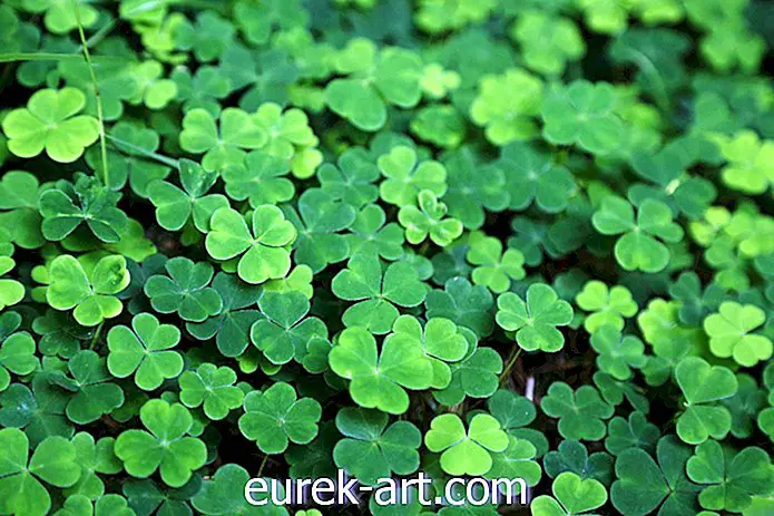 24 Petikan Hari St Patrick untuk Membawa Anda Nasib Orang Ireland