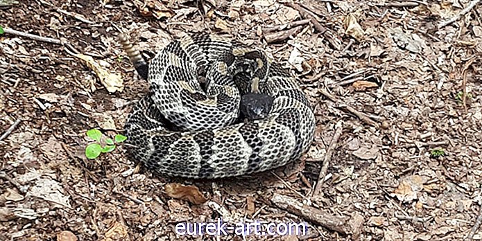 Plattelands leven - Georgia en South Carolina melden significante pieken in slangenbeten