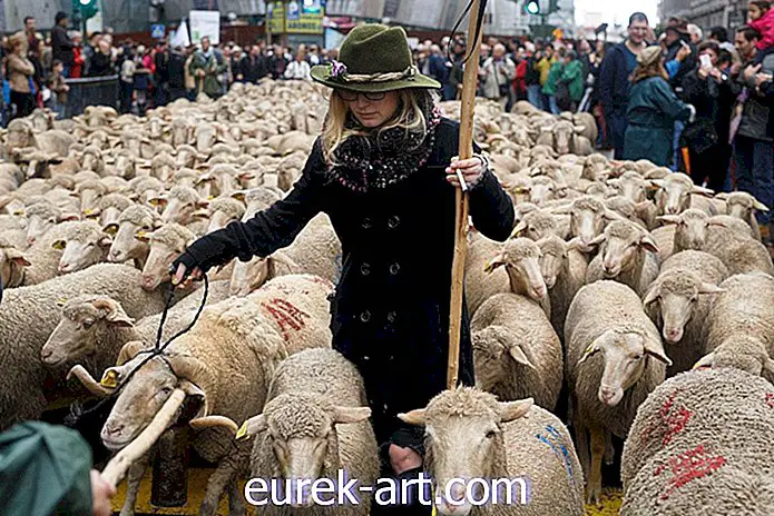 Tūkstošiem aitu un aitu suņu svētdien piepildīja Madrides ielas