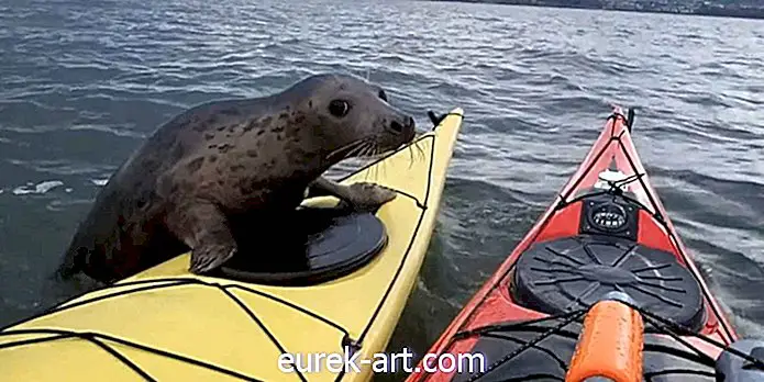 Guarda questo adorabile sigillo Prova a fare l'autostop su alcuni kayak