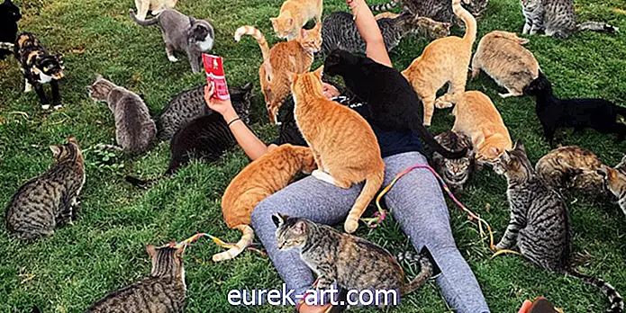 มีสถานที่ศักดิ์สิทธิ์ในฮาวายที่คุณสามารถกอดแมวปุยหลายร้อยตัว