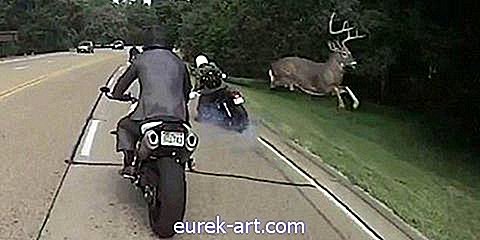 viata la tara - Urmăriți un Uriaș Buck care iese de nicăieri și săriți peste un motociclist
