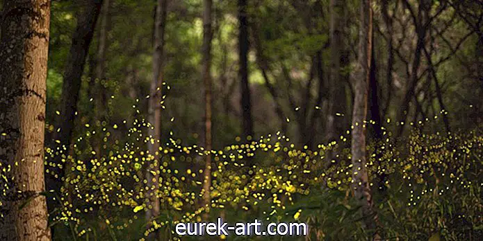 Fireflies Adakah Bahaya Kepupusan, Terima kasih kepada Manusia
