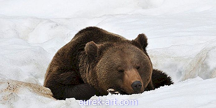 lauku dzīve - Tagad ir likumīgi nogalināt ziemojošos lāčus Aļaskā