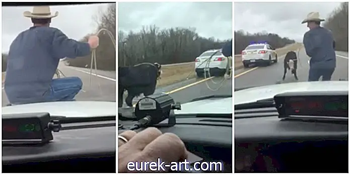 Video viral al vițelului Cowboy Lassoing dintr-o mașină de poliție în mișcare este serios impresionant
