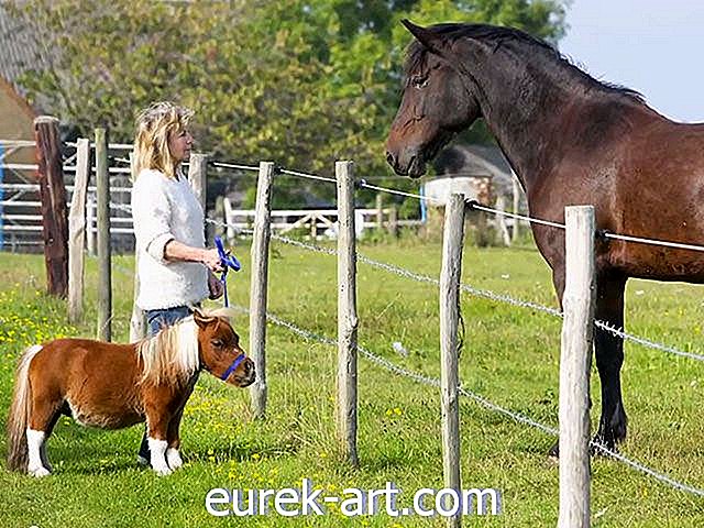 wiejskie życie - Ten uroczy miniaturowy koń myśli, że jest psem