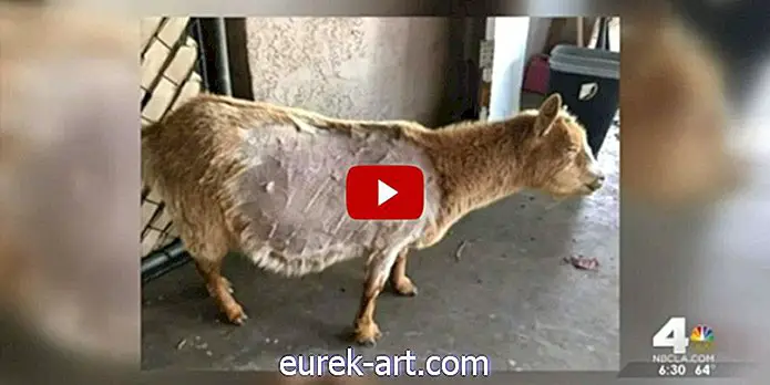 Denne stakkars geiten ble utsatt for dødelig misbruk for en senior prank