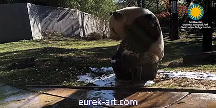 Než jste viděli nic jiného, ​​než tato panda, vezmete si bublinkovou koupel v malé vaničce