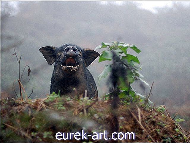 šalies gyvenimas - Dėl arbatinuko kiaulės suktybės „Giant Hogs“ dabar bėga „Amok“ Floridoje