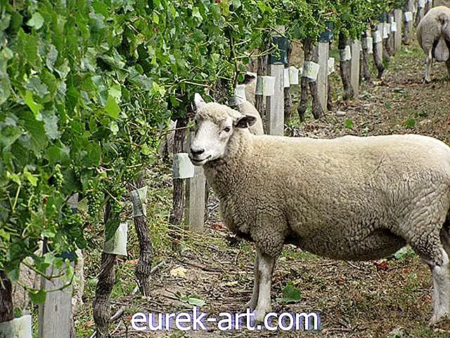 В этой винодельне занято 1900 овец, чтобы помочь с урожаем винограда