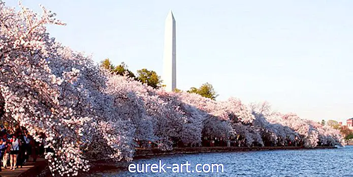 A Washington DC cseresznyevirág fái súlyos veszélyben vannak