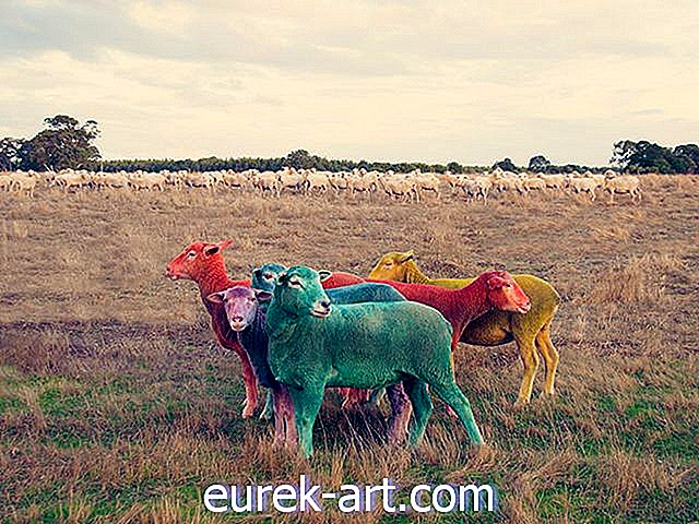 Diese atemberaubenden Bilder werden die Art und Weise, wie Sie Schafe zählen, für immer verändern