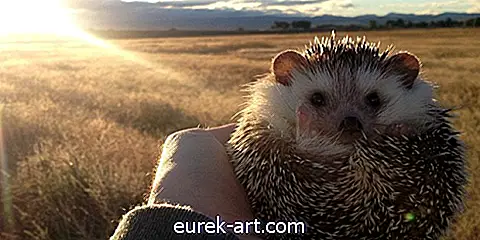Δείτε τις μαγικές περιπέτειες του Biddy the Hedgehog Traveling