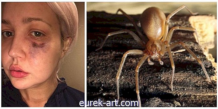 Lantliv - En brun enskild spindel hittades precis som bor i Michigan