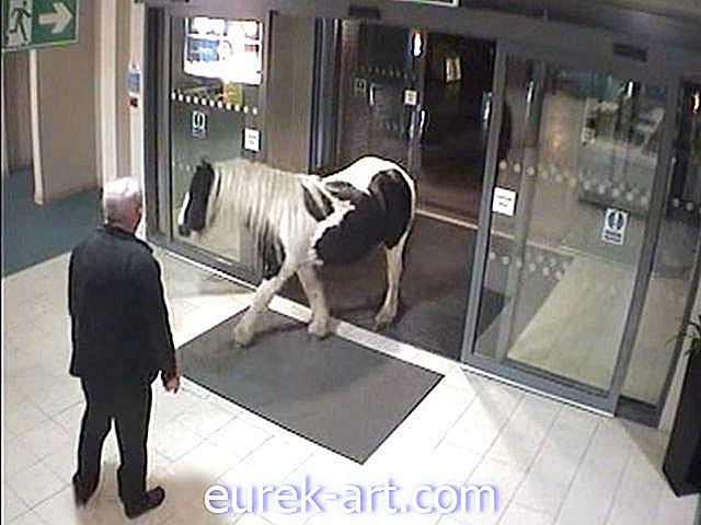 Έτσι, ένα άλογο περπατά σε έναν αστυνομικό σταθμό ...