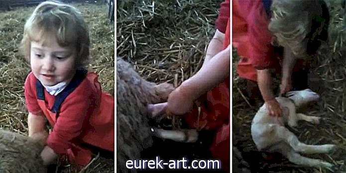 vie à la campagne - Cette vidéo étonnante montre une petite fille livrant un bébé agneau