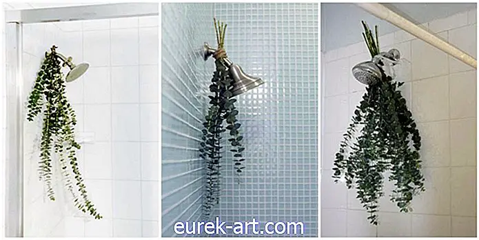 Az eukaliptusz „fürdőcsokrok” a legegyszerűbb módja annak, hogy a zuhany illata csodálatos legyen