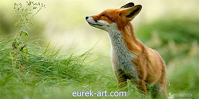 Gambar-gambar yang Sempurna Kandungan Foxes Akan Menenangkan Jiwa Anda