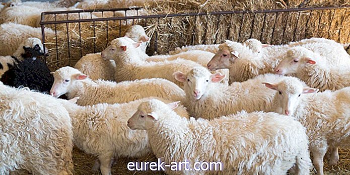 cuộc sống nông thôn - Có một ngày Baaaad?  Hãy thử xem Luồng cừu đáng yêu này
