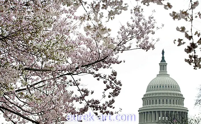kehidupan desa - Washington, DC Cherry Blossom Trees bermekaran minggu lebih awal dari biasanya