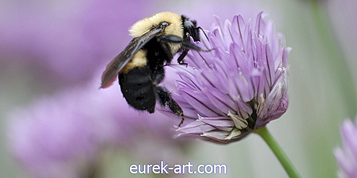 Las primeras especies de abejorros están en riesgo de extinción en los EE. UU.