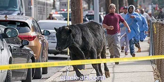 landeliv - Denne tyr døde stadig efter at have sluppet for et slagteri i New York City