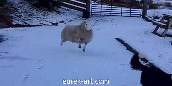 Landleben - Dieses Schaf, das denkt, dass es ein Hund ist, ist so süß, dass es weh tut