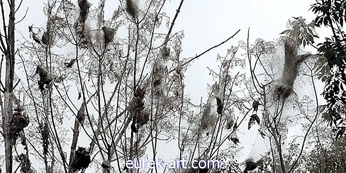 Perché questi raccapriccianti nidi web si stanno facendo capolino ovunque sugli alberi nel sud