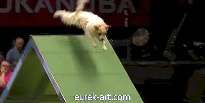 Інтернет одержимий цією собакою-рятувальником, яка повністю змагалася за собачим змаганням