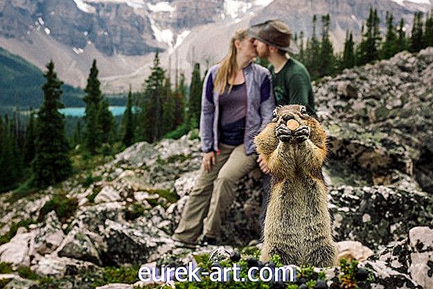 De verlovingsshoot van dit stel werd gefotografeerd door een eekhoorn