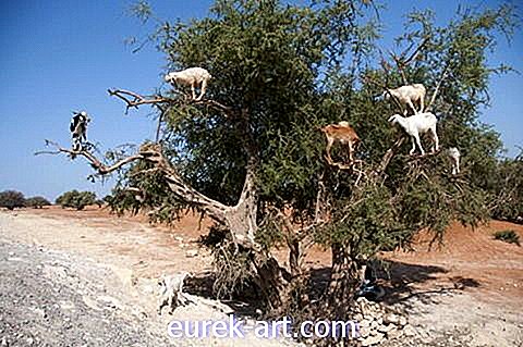 Nous ne pouvons pas obtenir assez de ces chèvres en équilibre dans les arbres