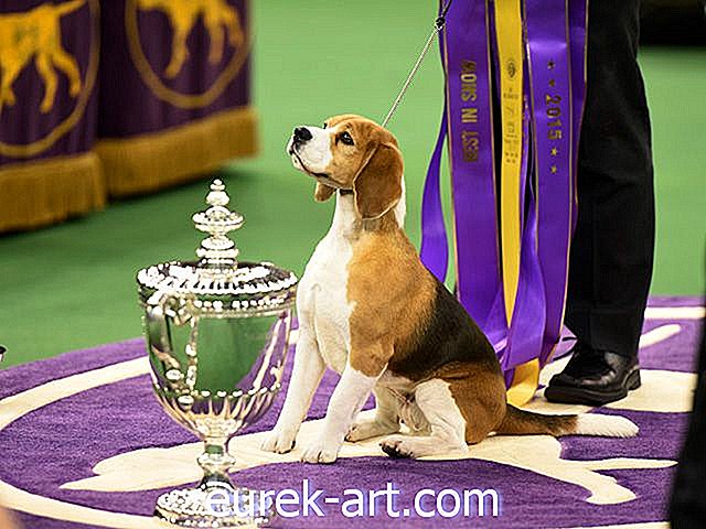 maaelu - Võluv Beagle nimega Miss P võitis Westminsteri koertenäituse