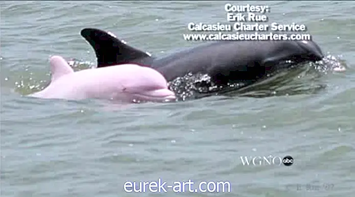 Seltener rosa Delphin beschmutzt im Louisiana River