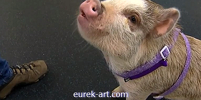 viata la tara - Acest micuț porc este un prunc din viața reală