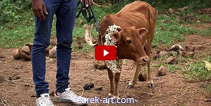 Conoce a Manikyam, la vaca más corta del mundo