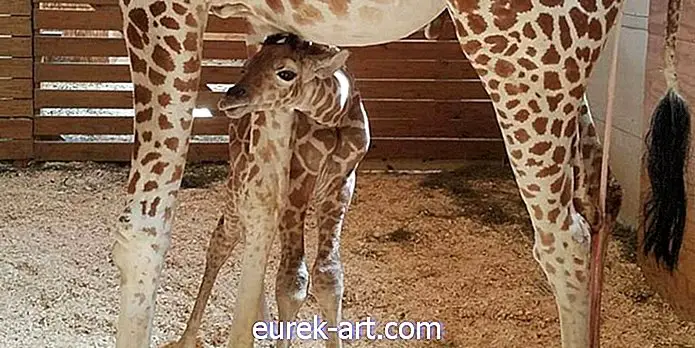 У апрельского младенца жирафа наконец-то появилось имя!