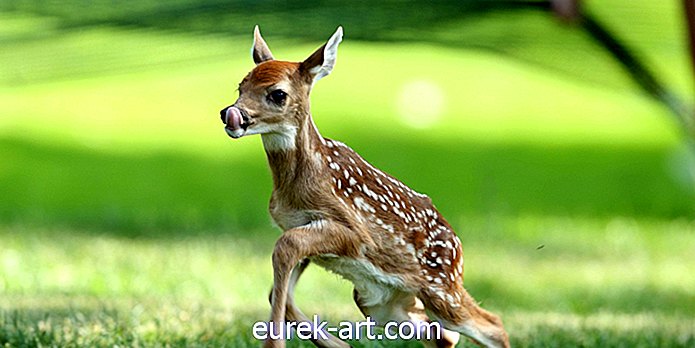 Dedinský život - Baby Deer bol utratený po tom, čo sa turisti omylom pokúsili zachrániť ho
