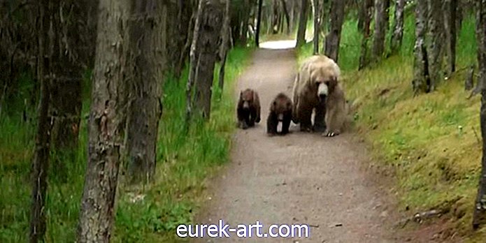maalaiselämä - Grizzly Bears seurasi tätä retkeilijää - ja hän nauhoitti kaiken